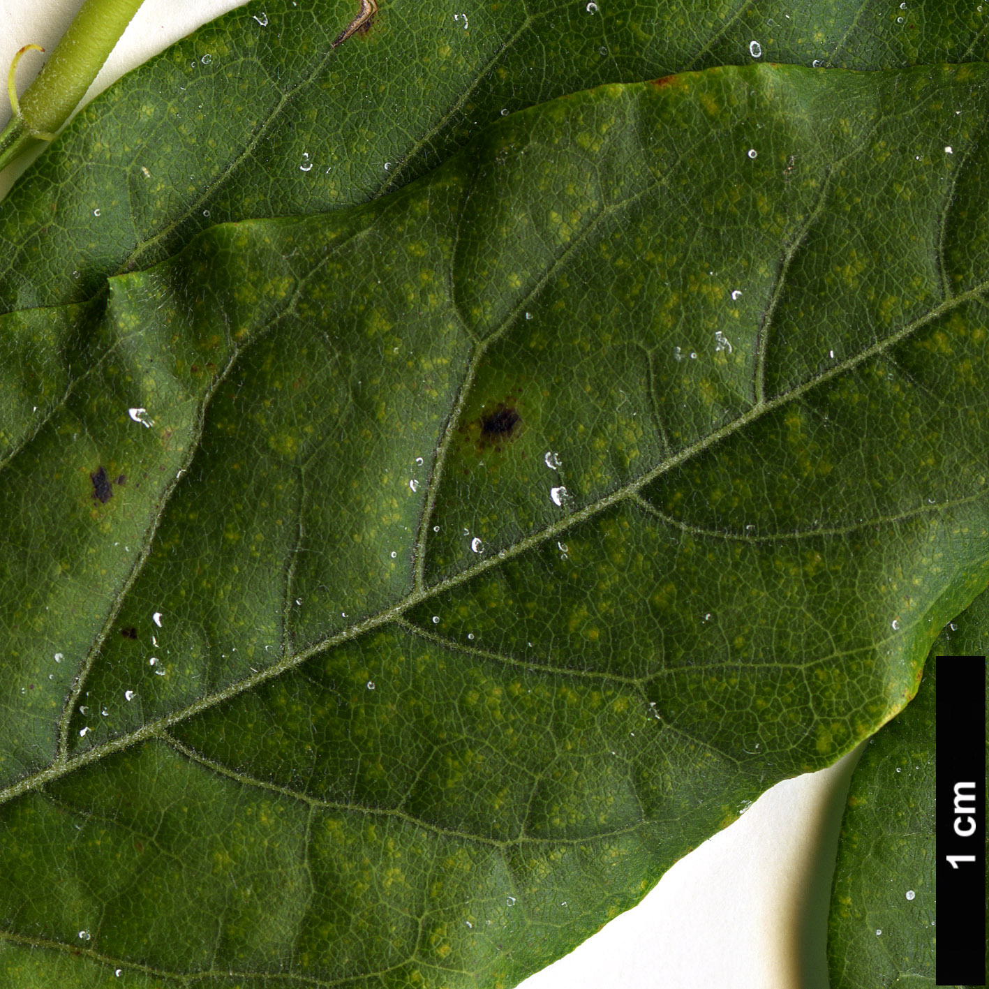 High resolution image: Family: Fabaceae - Genus: Wisteria - Taxon: frutescens - SpeciesSub: var. macrostachya